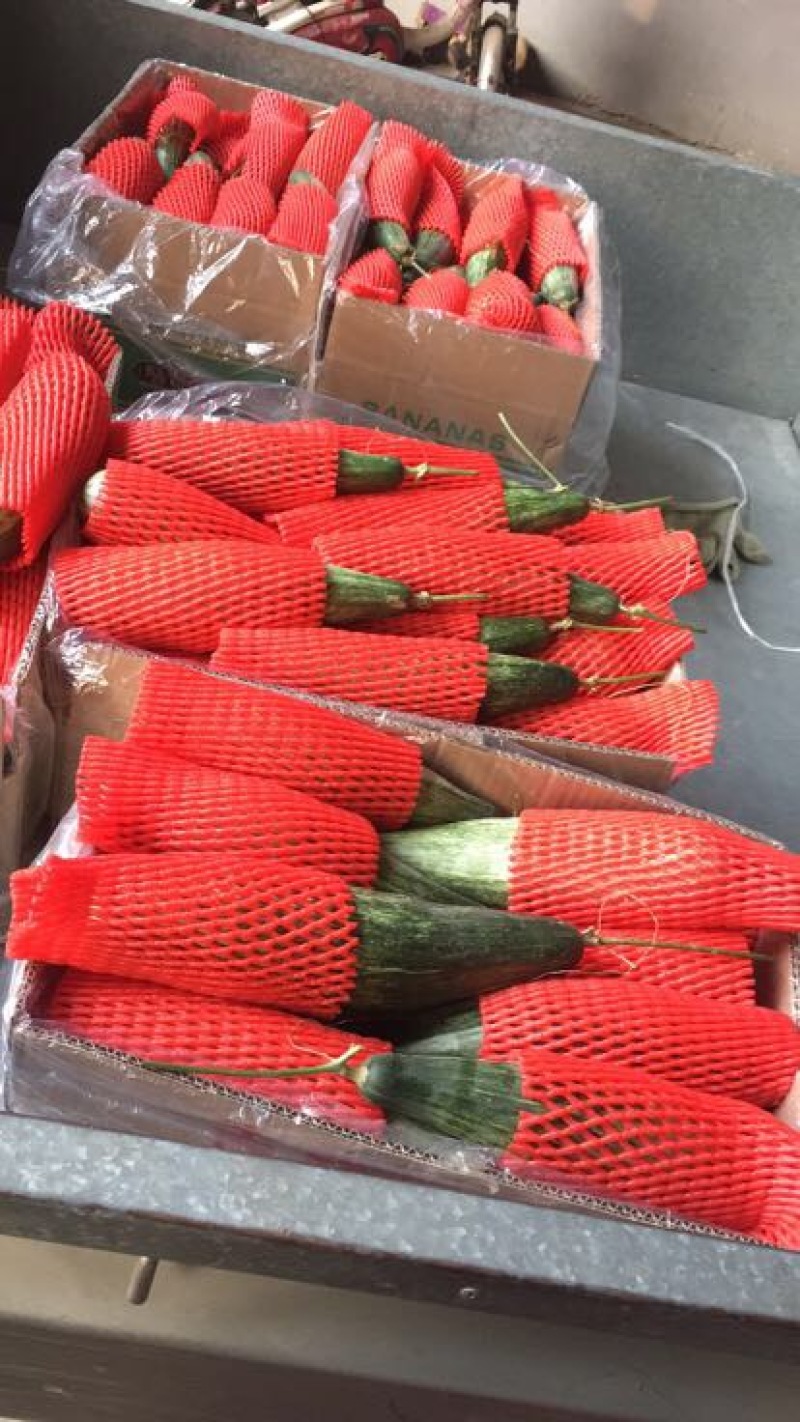 羊角蜜甜瓜精品1斤以上，锦玉羊角蜜