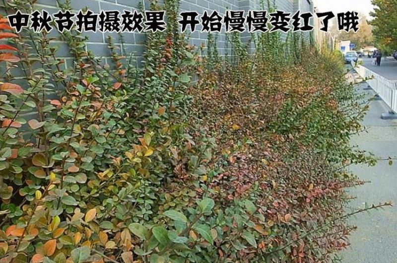 基地直销小叶扶芳藤床苗多年苗可以实地考察