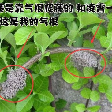 基地直销小叶扶芳藤床苗多年苗可以实地考察