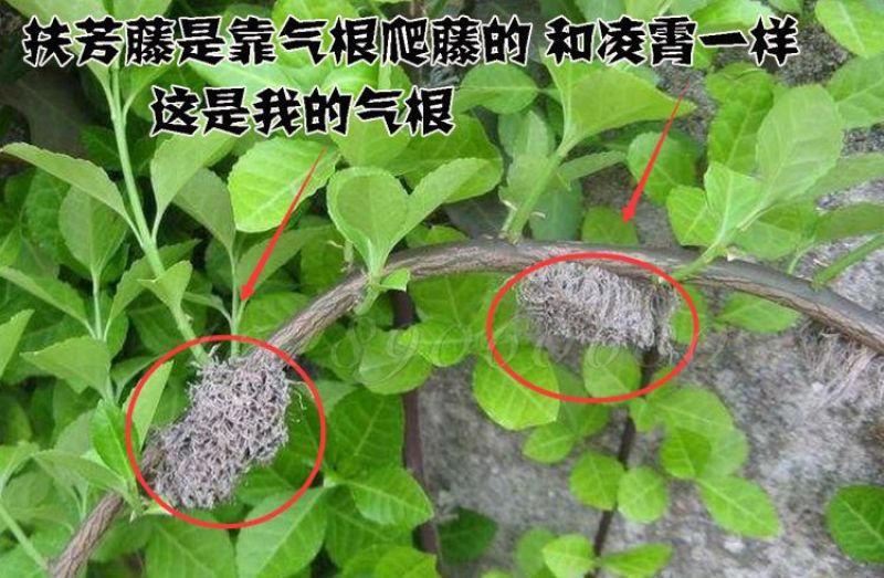 基地直销小叶扶芳藤床苗多年苗可以实地考察