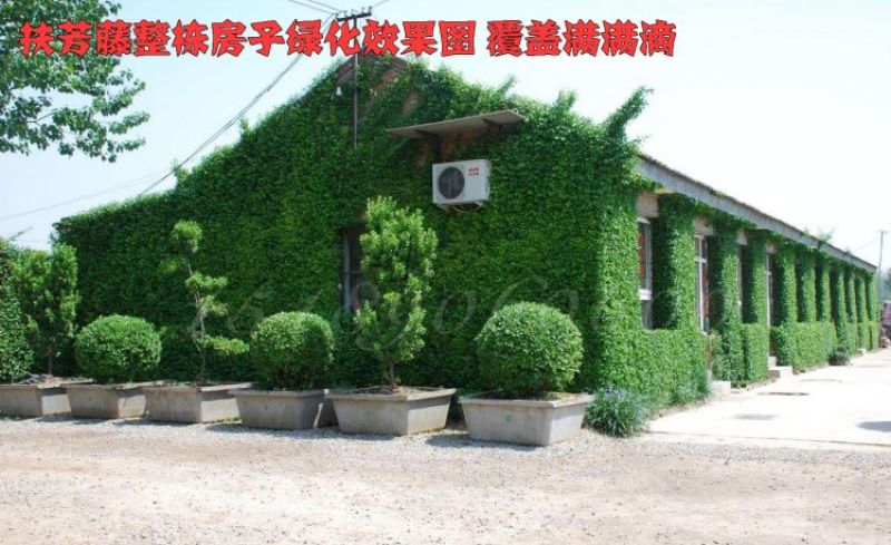 基地直销小叶扶芳藤床苗多年苗可以实地考察