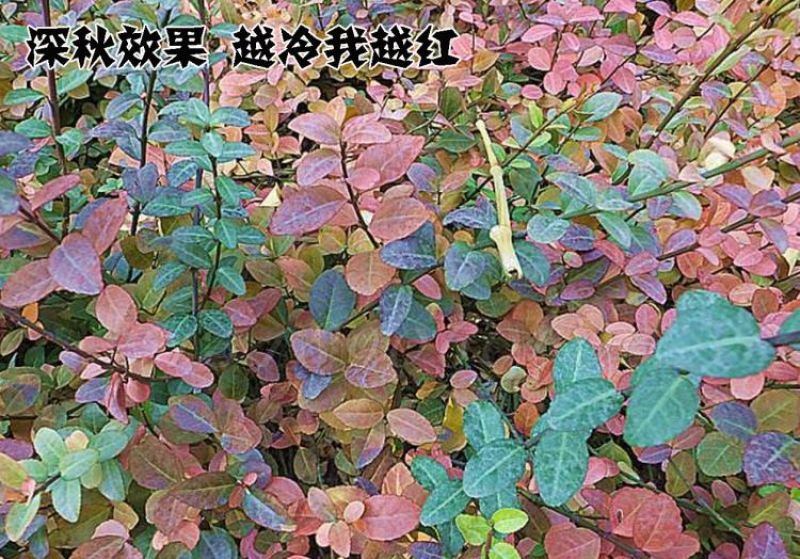 基地直销小叶扶芳藤床苗多年苗可以实地考察