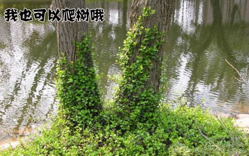 基地直销小叶扶芳藤床苗多年苗可以实地考察