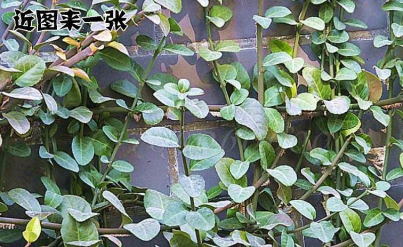 基地直销小叶扶芳藤床苗多年苗可以实地考察