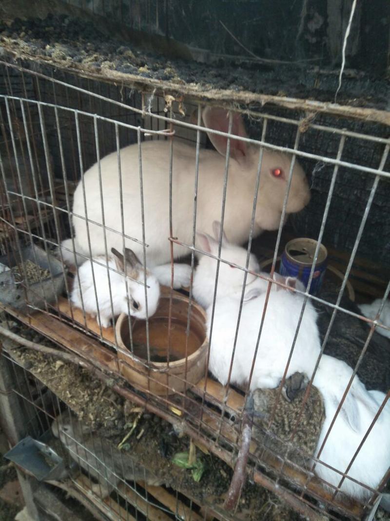 肉兔种兔3~4kg新西兰肉兔适合新手养殖