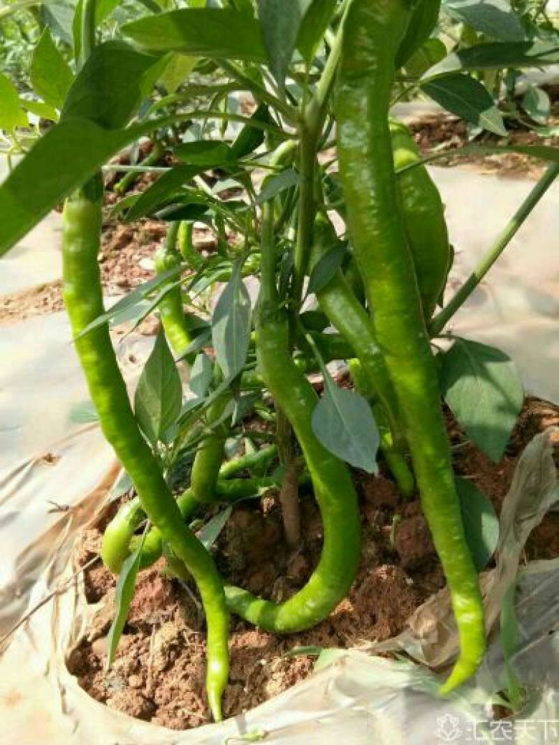 非常好的线椒苗和茄子苗