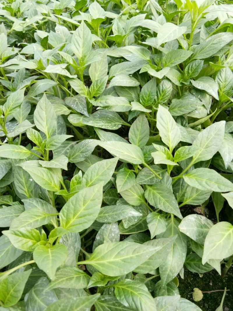 非常好的线椒苗和茄子苗