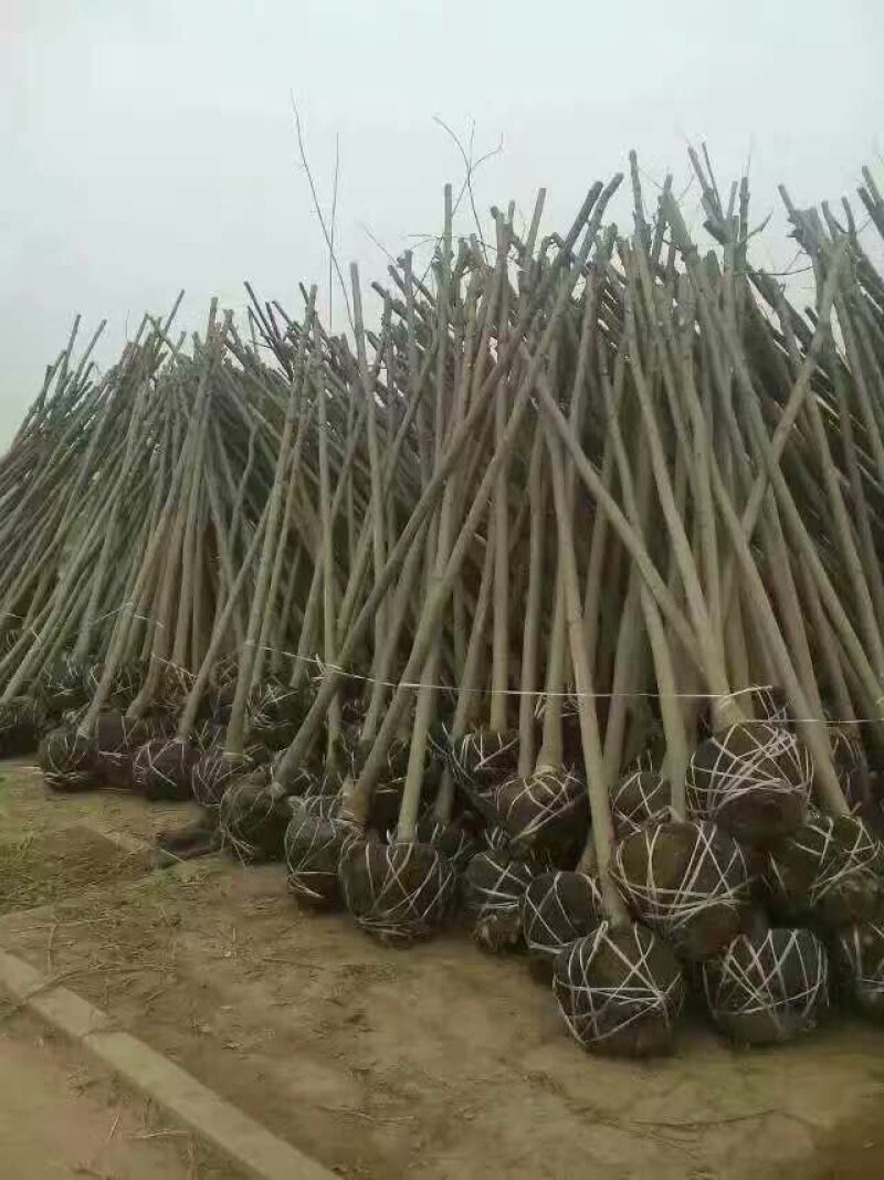 国槐6~8cm4~6cm1米以下