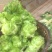 儿菜5两以上