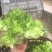 儿菜5两以上