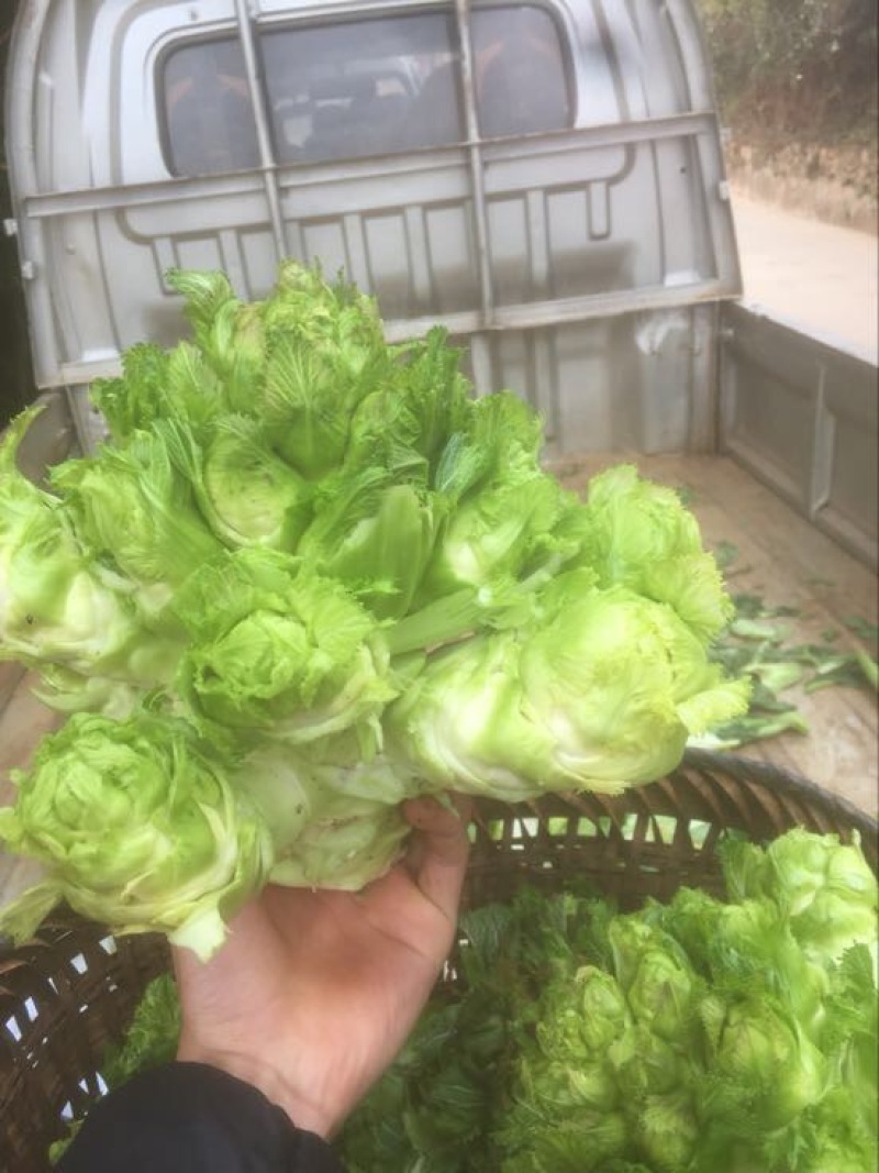 儿菜5两以上