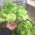 儿菜5两以上