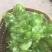 儿菜5两以上