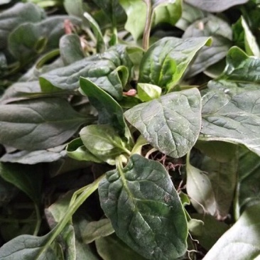 精品大叶菠菜25~30厘米，基地现货直发量大从优