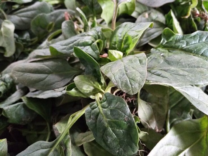 精品大叶菠菜25~30厘米，基地现货直发量大从优