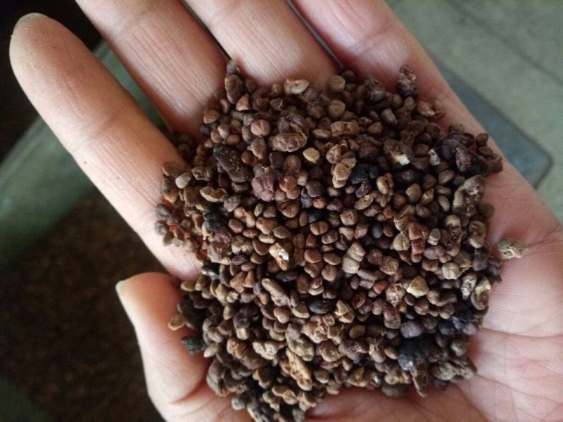 益智仁海南选货药食同源2斤起包邮量大从优
