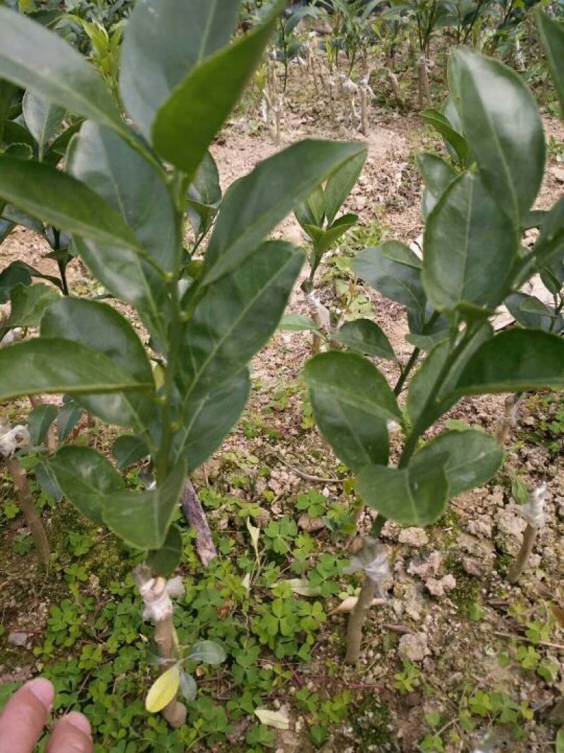 沙糖桔苗50~80cm