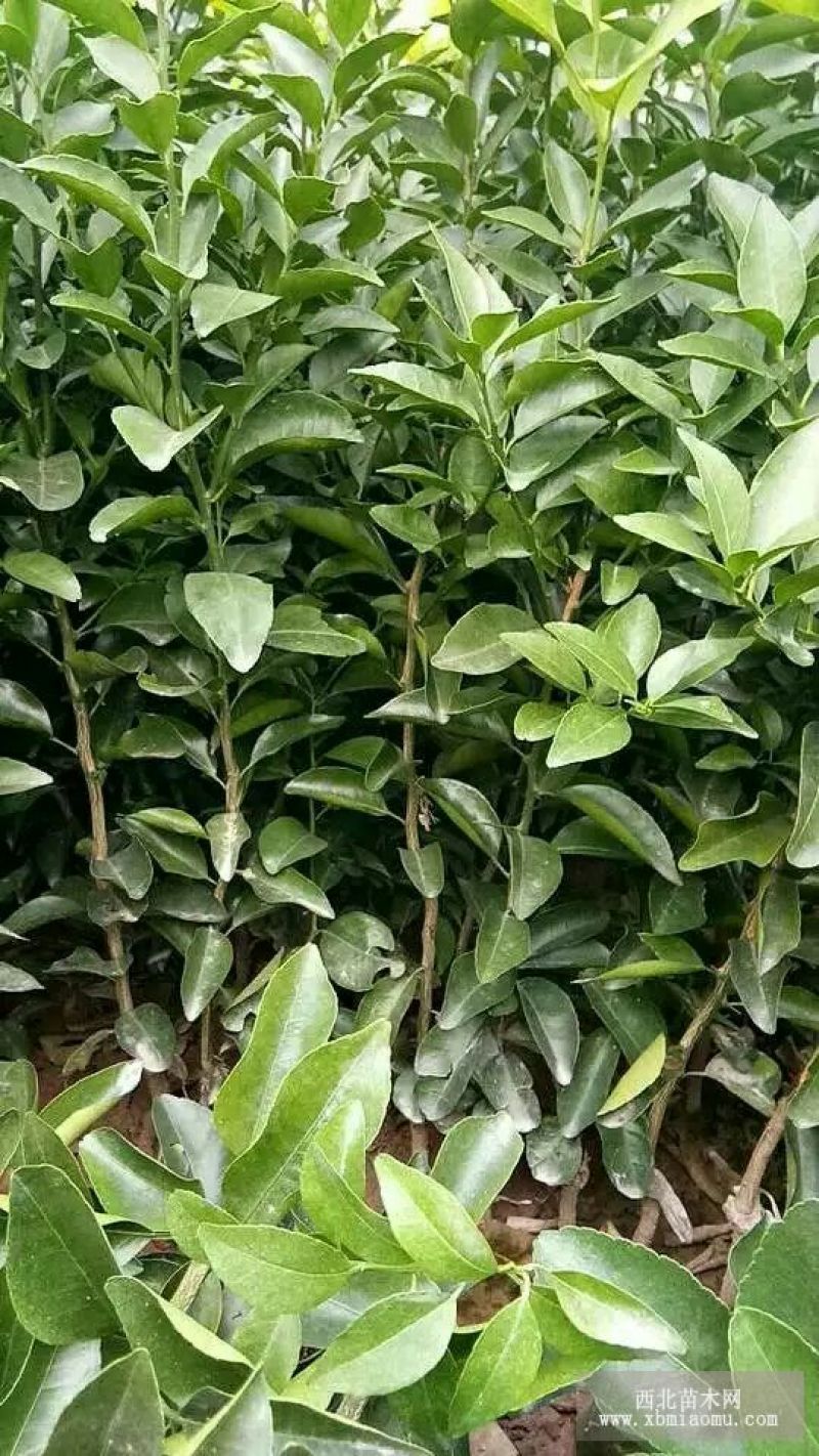 沙糖桔苗50~80cm