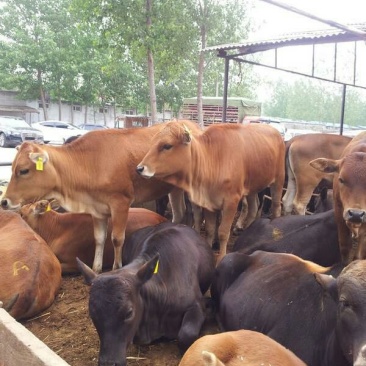 鲁西黄牛100~200kg