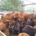 鲁西黄牛100~200kg