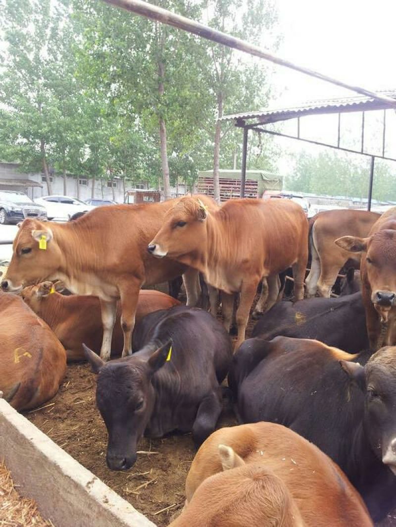 鲁西黄牛100~200kg