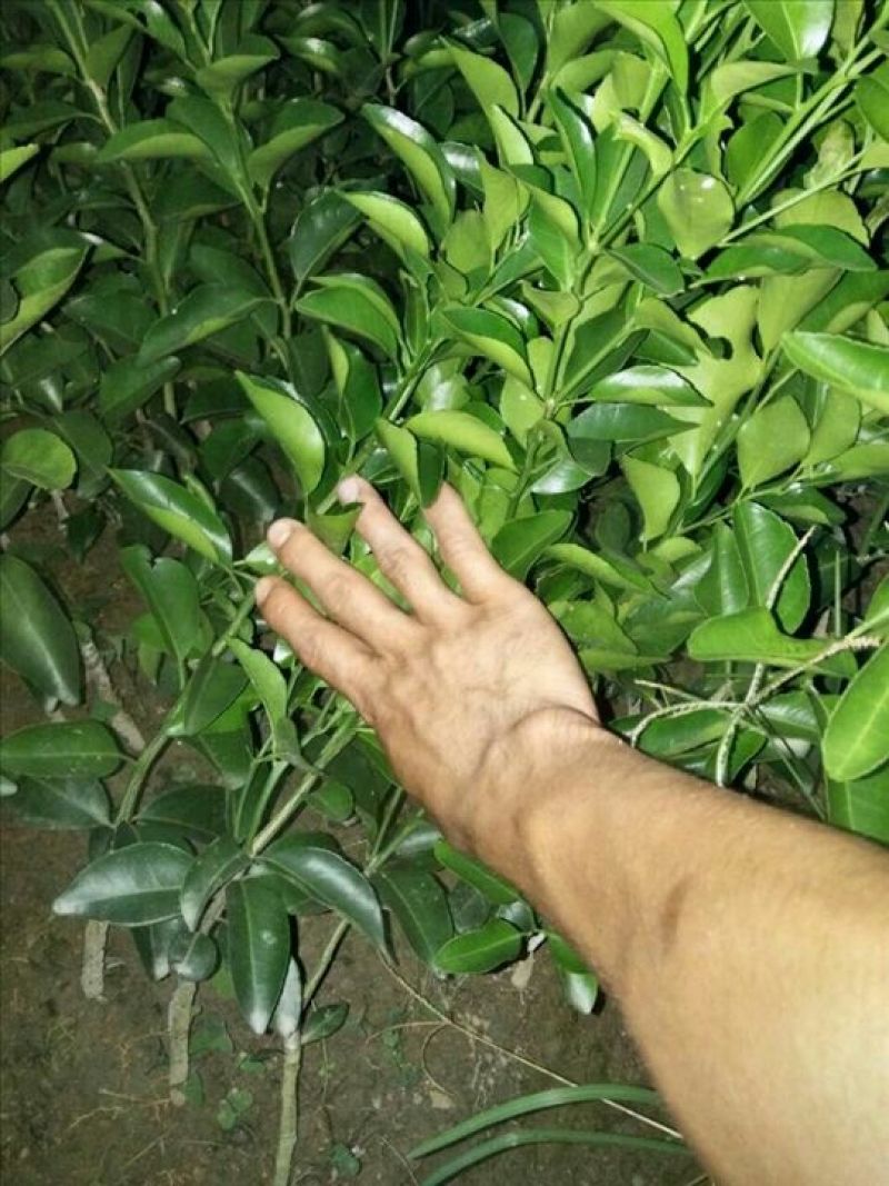 沙糖桔苗50~80cm