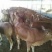 鲁西黄牛100~200kg