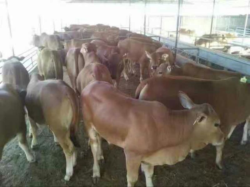 鲁西黄牛100~200kg