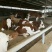 肉牛200~300斤