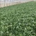 精品大叶菠菜25~30厘米，基地现货直发量大从优