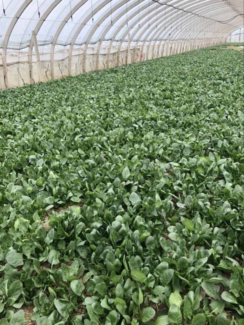 精品大叶菠菜25~30厘米，基地现货直发量大从优