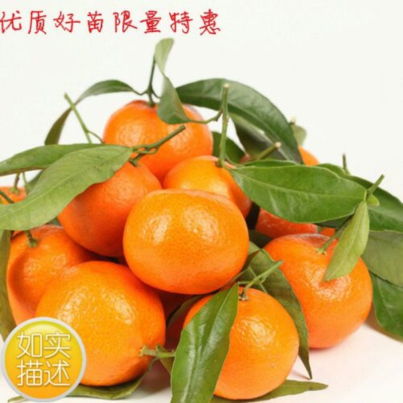 沙糖桔苗50~80cm