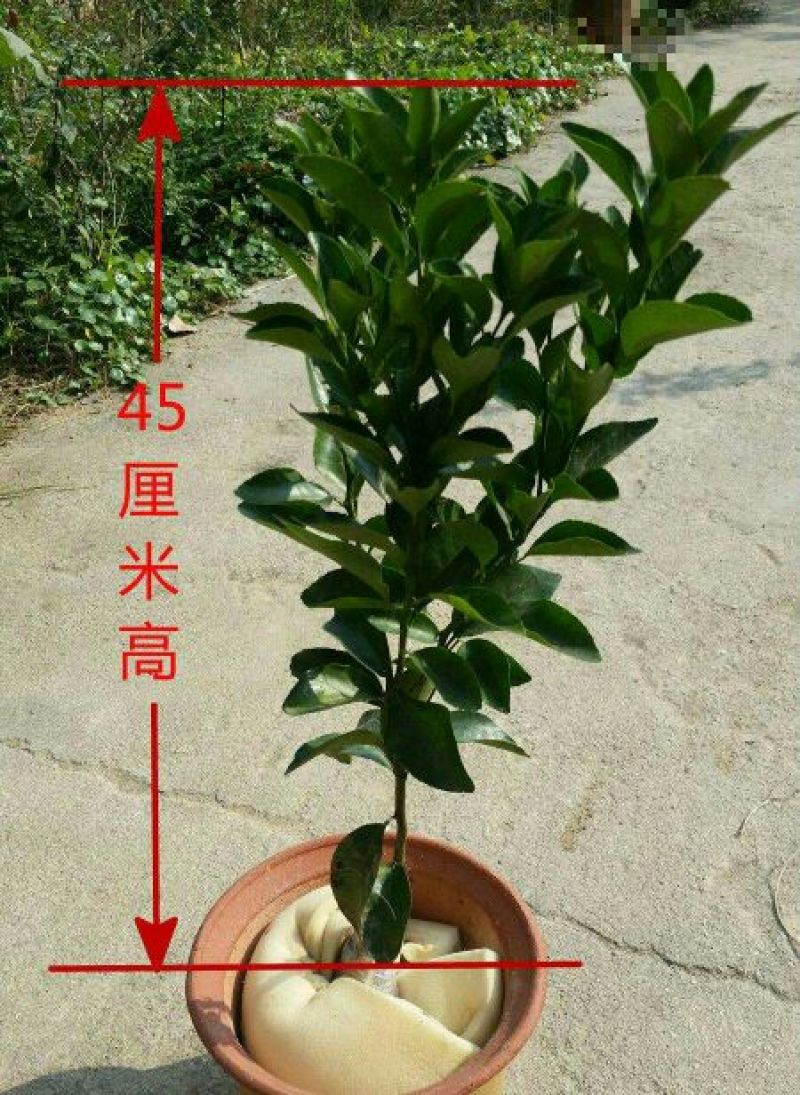 沙糖桔苗50~80cm