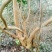 山茶树10~12cm12~14cm3~3.5m