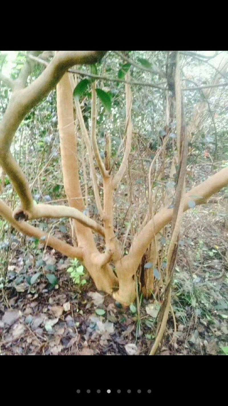 山茶树10~12cm12~14cm3~3.5m