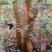 山茶树10~12cm12~14cm3~3.5m