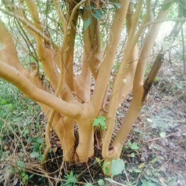山茶树10~12cm12~14cm3~3.5m