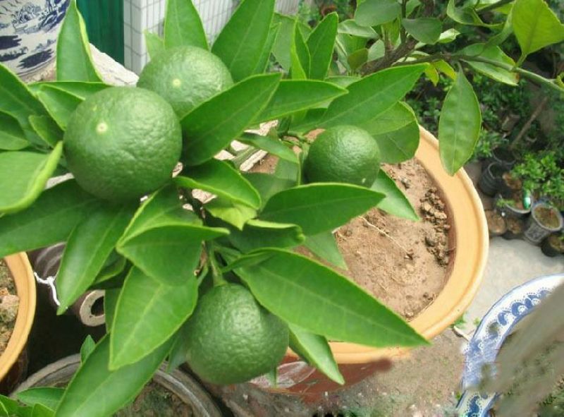沙糖桔苗50~80cm
