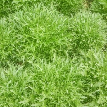 苦菊12~15cm