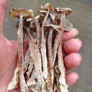鹿茸菇一级