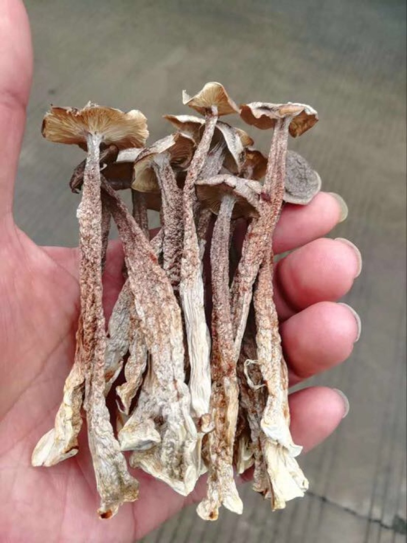 鹿茸菇一级