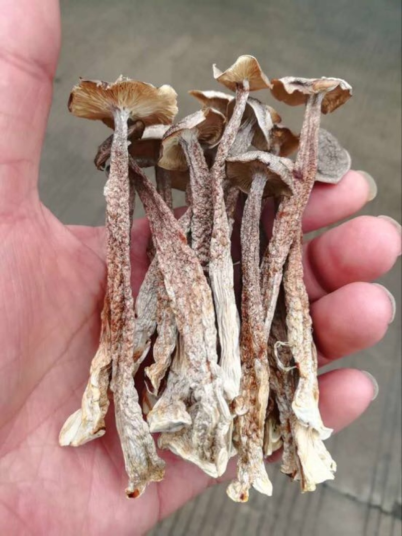 鹿茸菇一级