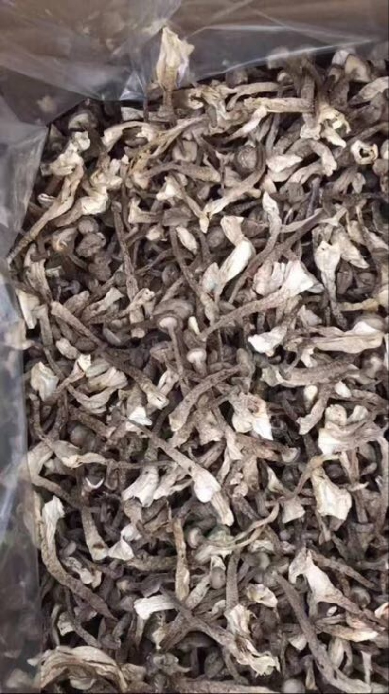 鹿茸菇一级