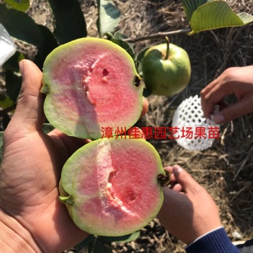 红宝石芭乐苗苗保9.3成活