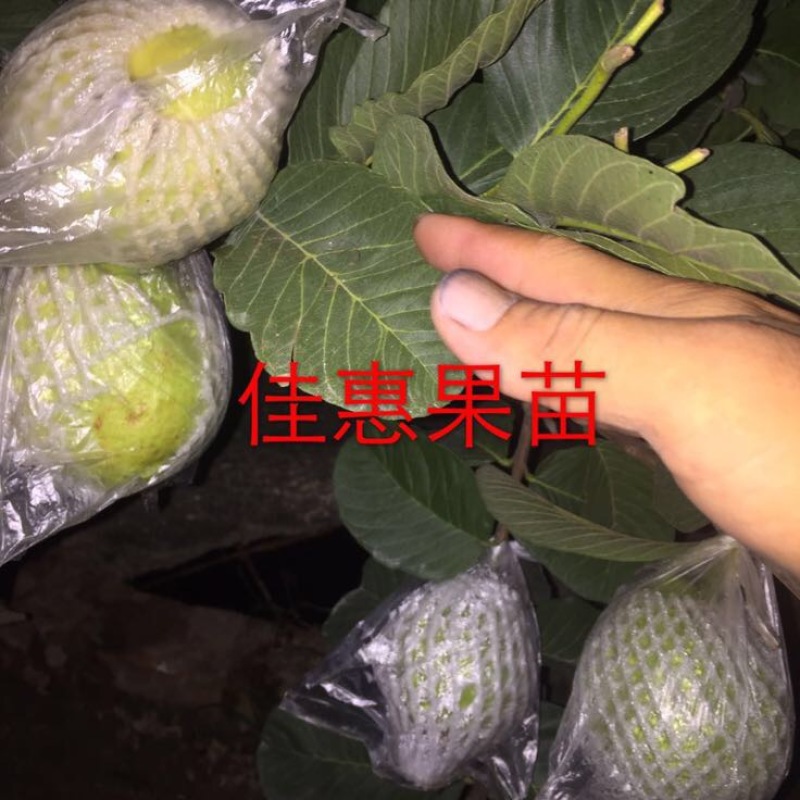 红宝石芭乐苗苗保9.3成活