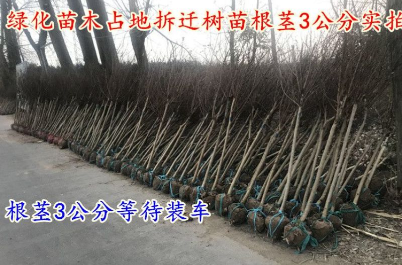 紫薇1米以下2cm以下0.5~1米