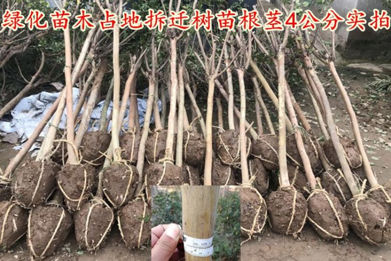 紫薇1米以下2cm以下0.5~1米