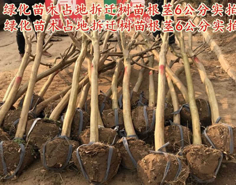 紫薇1米以下2cm以下0.5~1米