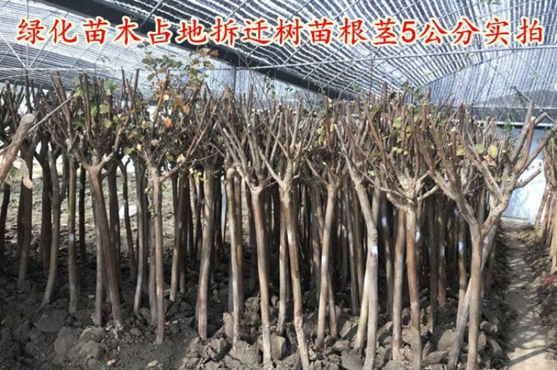 紫薇1米以下2cm以下0.5~1米
