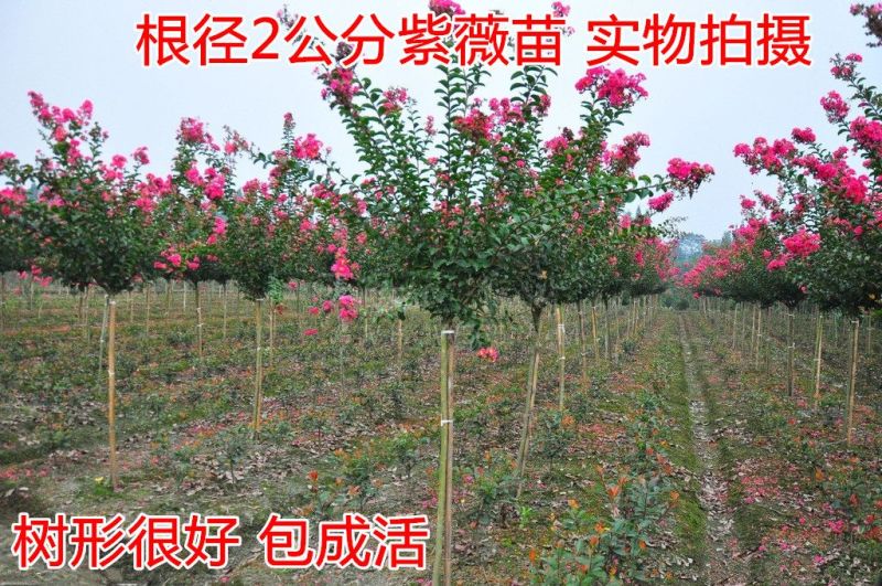 紫薇1米以下2cm以下0.5~1米